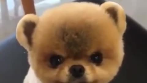 Top Funny Cute Dog Videos and TIKTOK Compilation