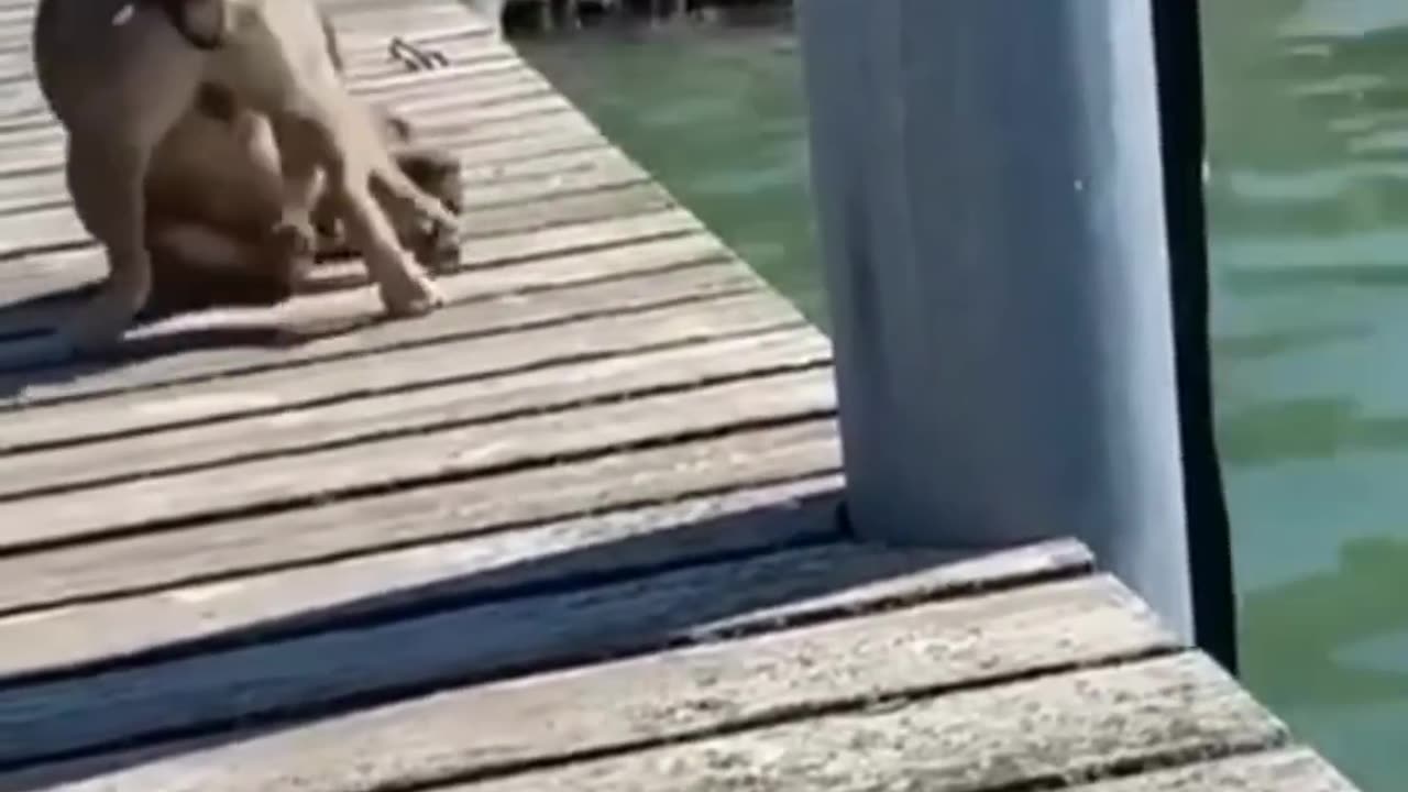 The end 😂😂 funny videos😂😂😂