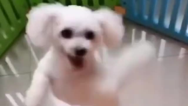 Dogs funny video, 2021 funniest