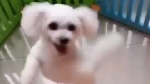 Dogs funny video, 2021 funniest