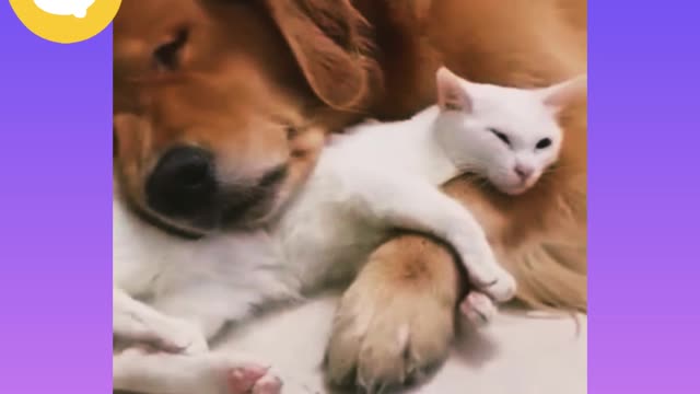 A beautiful love story between cat and dog if you want to see then click and watch This