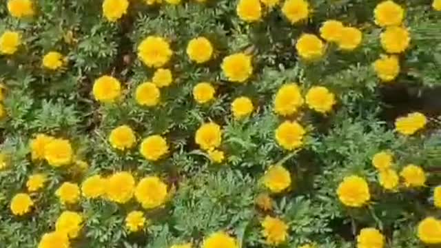 These flowers are so pretty