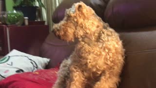 Oscar The Welsh Terrier Enjoying Some AC/DC on the Couch
