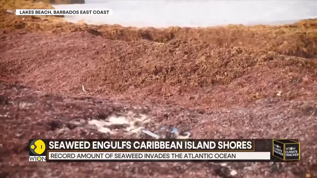 Caribbean seaweed struggle: Algal blooms envelop the Atlantic ocean