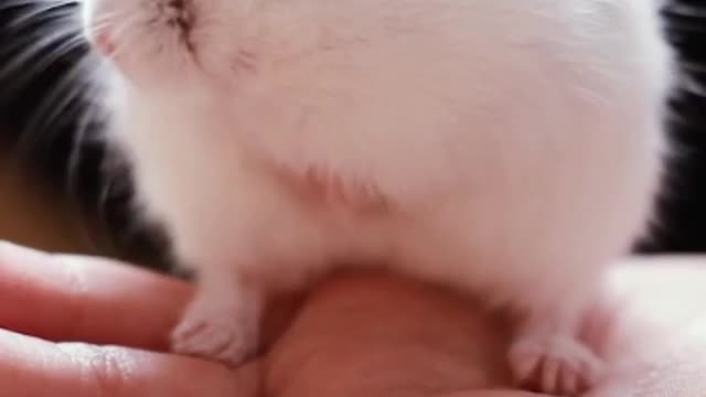 Cute Hamster Funny Video | Cute Animal Funny Videos | Cute White Rat Cleaning His Mouth