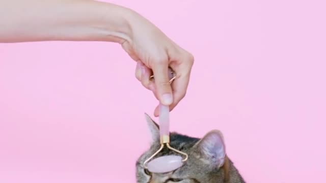 Cat felling relax
