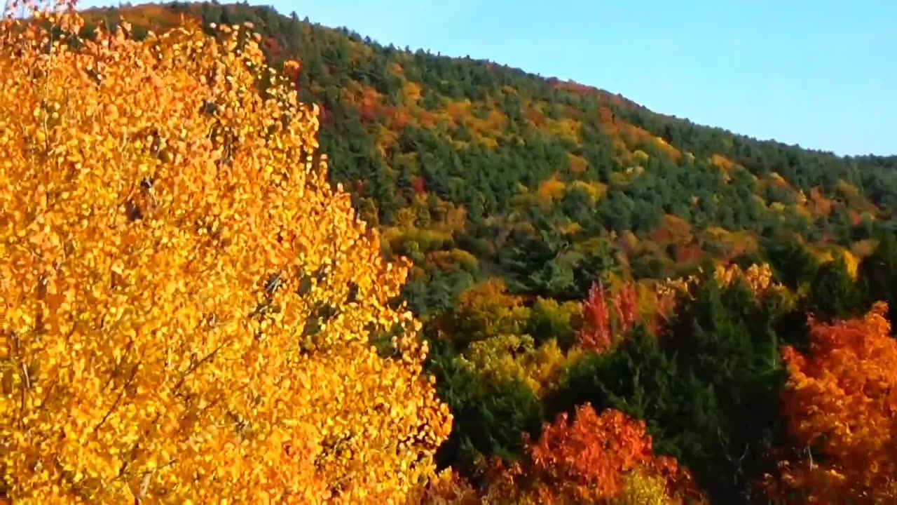 Fall Foliage