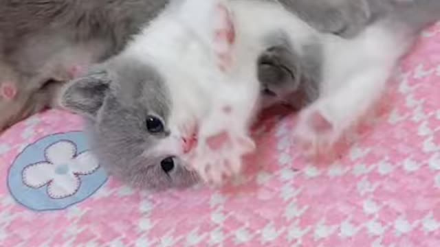 cute baby cat and funny