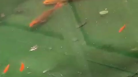 A pool of carefree goldfish