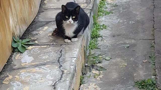 The front view of a cute black cat resting comfortably
