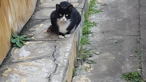 The front view of a cute black cat resting comfortably