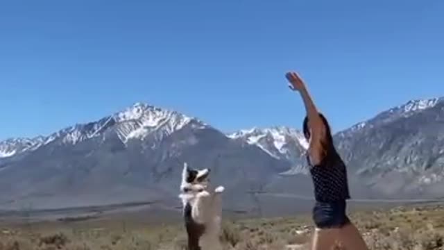 Train dog
