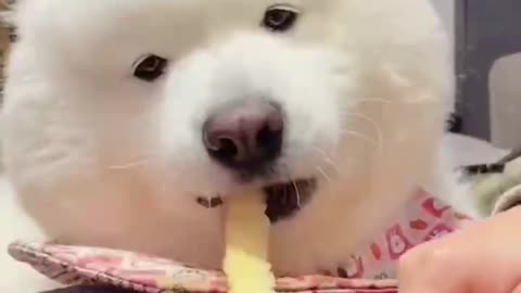 When I peel an apple, my dog eats the peel