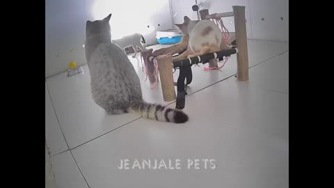 When Cats Are So Silly I will die laughing New Funny Catss
