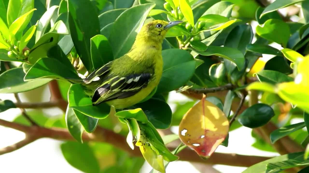 green bird sitting on a leaf