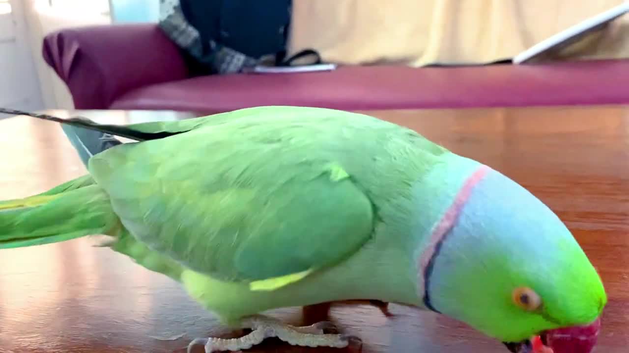 Funny Parrot Talking and Dancing - Funny Pet video - Cute Animalsp1