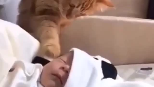 Cat trying to figure out if a baby is a human.