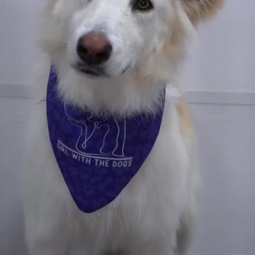 Husky convinced she's dying at the groomers