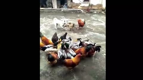 Chicken_VS_Dog_Fight | Funny_Dog_Fight_Videos