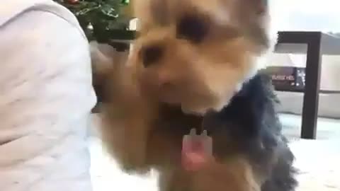 Funny pet video