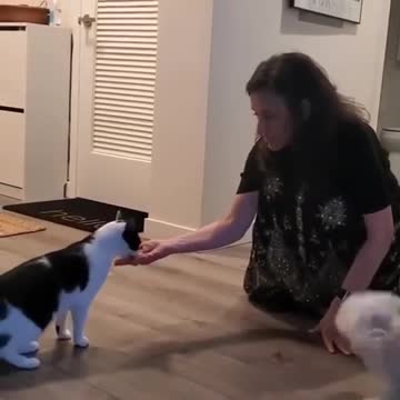 best of funny cute cat 🐱 videos | cute pet care #shorts