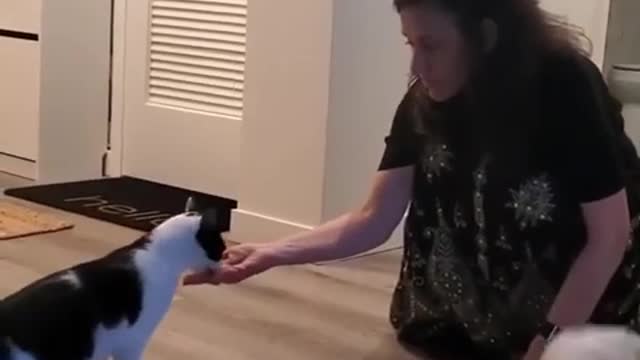 best of funny cute cat 🐱 videos | cute pet care #shorts