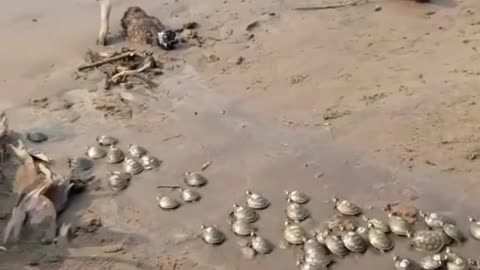 Taricaya turtle release!