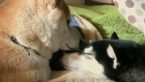This black Shiba dog keeps asking for a kiss