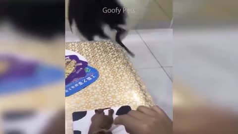 Funny Dog Reaction Compilation