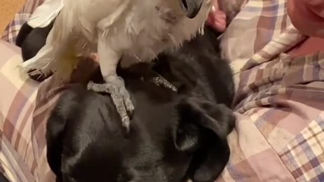 Dog and parrot are basically conjoined twins. But different mothers.