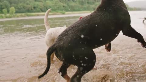 Pair of dogs in a fight