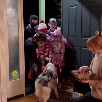 Dog Greets Trick-or-Treaters: Halloween Spirit