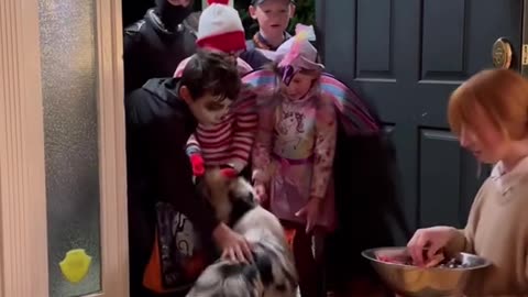 Dog Greets Trick-or-Treaters: Halloween Spirit