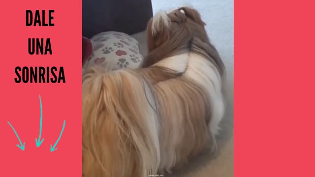 Cute and funny and sweet little dogs