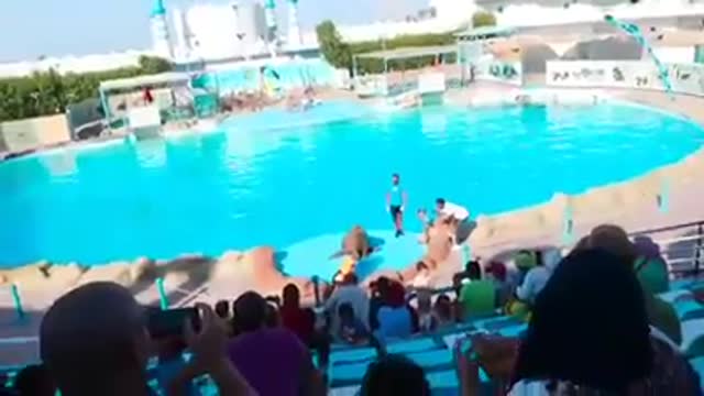 Great offers at A trip to the city of dolphins 🐬