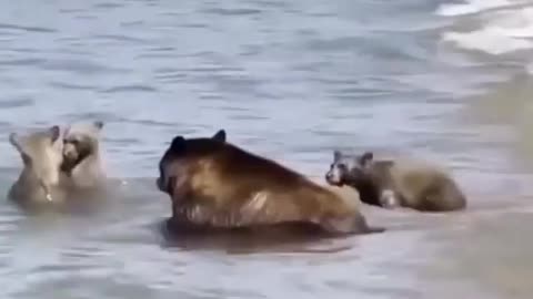 Bear family takes a dip at southlake Tahoe's pope beach