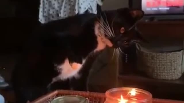 Funniest Cat Ever! She Hates That Candle Lmao!