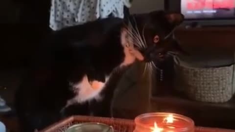 Funniest Cat Ever! She Hates That Candle Lmao!