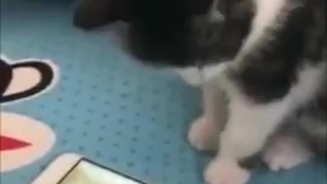 Cute cat playing phone