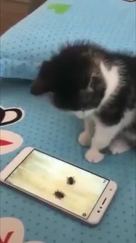Cute cat playing phone