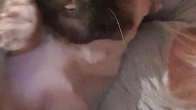 Cutest mix puppy wakes up