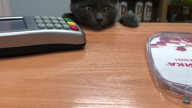 Kitten Requests Service at the Checkout Counter