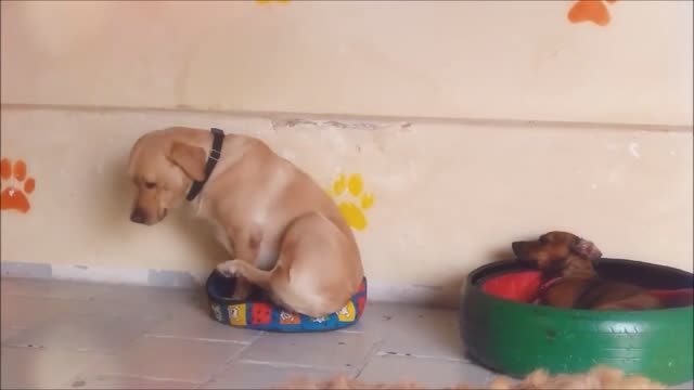 Golden Retriever Is Surprised That He Cannot Sits Because It Doesn’t Fits