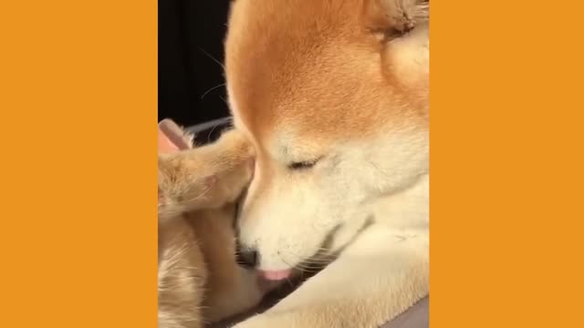 Compilation of cute and funny pets