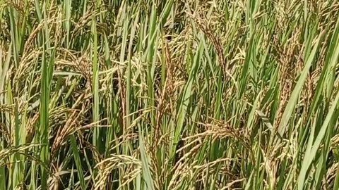 Paddy field