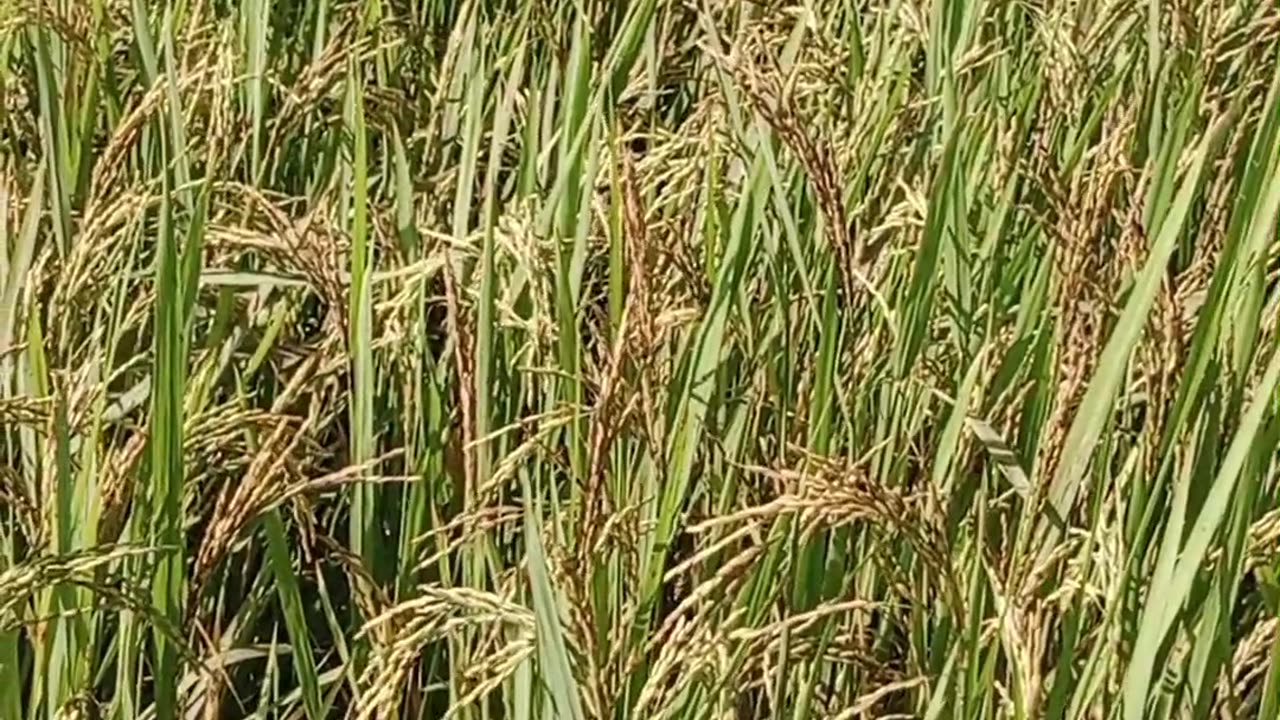 Paddy field