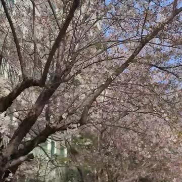 Flowers bloom in front of the house