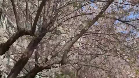 Flowers bloom in front of the house