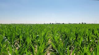 Teleporting through the corn field