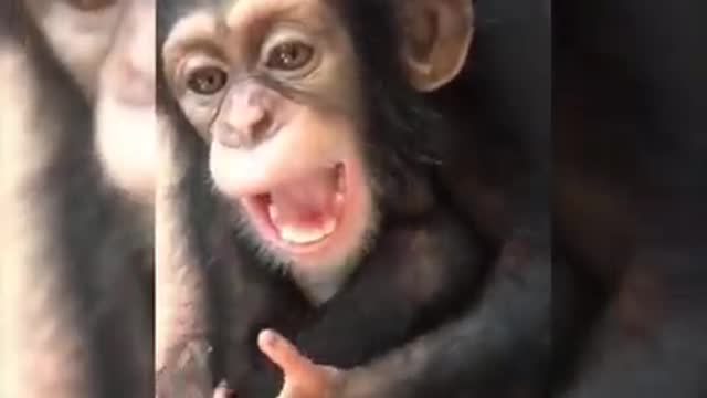 Funniest Animals best of tha monkey